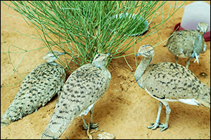 Half a Million Birds Released to Boost the Sustainability of Houbara Populations in the Wild