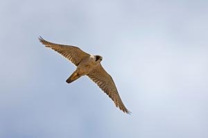 Environment Agency – Abu Dhabi Announces 2026–2027 Falconry Season