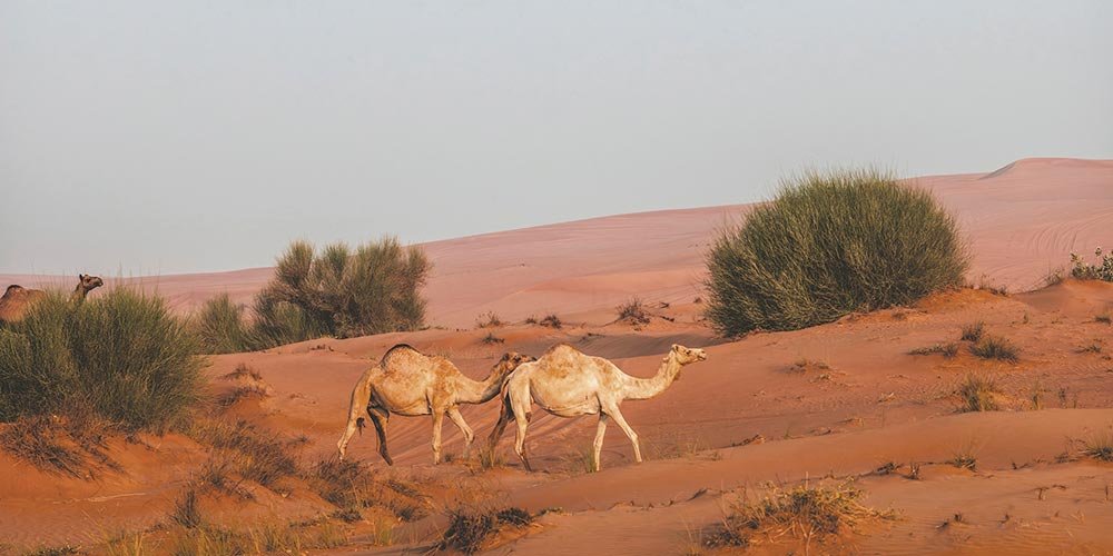 Environment Agency – Abu Dhabi Announces the ending of 2026 Camel Grazing Season, with Grazing Ban Taking Effect on 16 Octobe