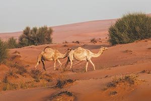 Environment Agency – Abu Dhabi Announces the ending of 2026 Camel Grazing Season, with Grazing Ban Taking Effect on 16 Octobe